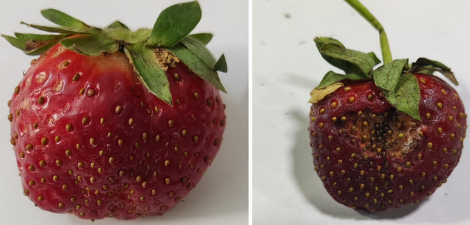 fresh and rotten